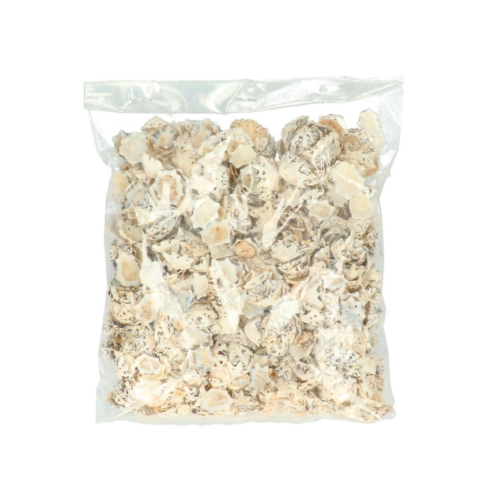 <h4>Schelpen Halliotes Pulcherima 500g</h4>