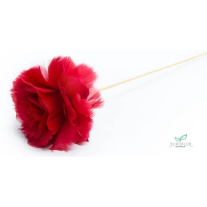 ROZEN VEREN 12CM OP STOK ROOD