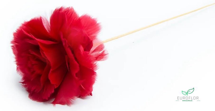 ROZEN VEREN 12CM OP STOK ROOD