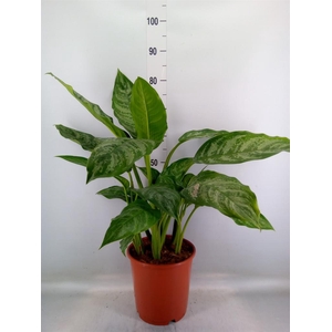 Aglaonema  'Chantal'