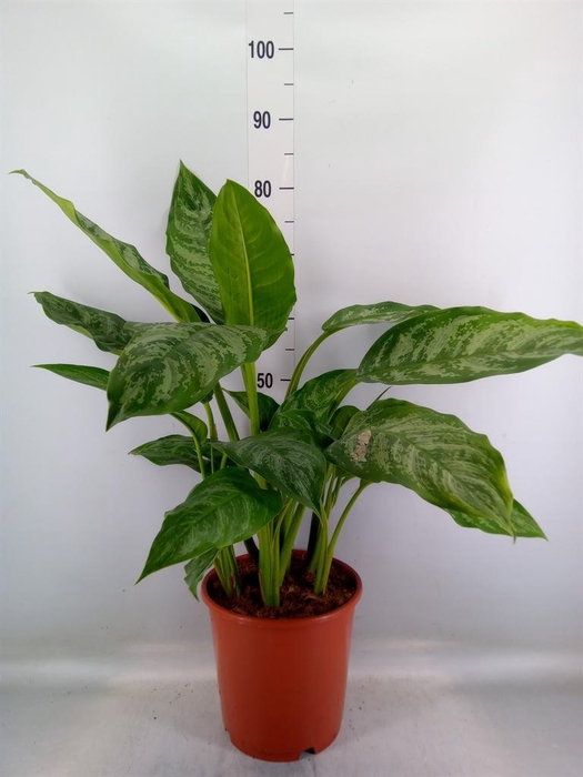 <h4>Aglaonema  'Chantal'</h4>