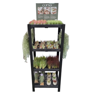 Tillandsia display hout 120 cm los en arrangement