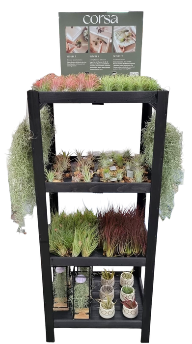 <h4>Tillandsia display hout 120 cm los en arrangement</h4>