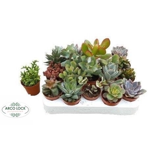 Succulent mixed 8 sorts 5,5Ø 5cm