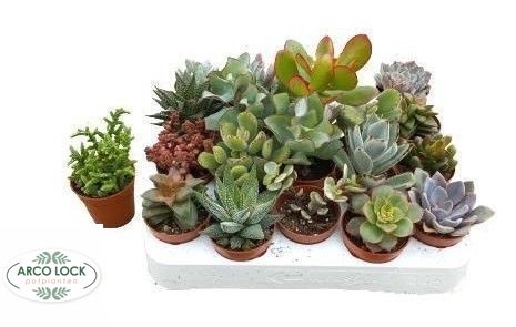 Succulent mixed 8 sorts 5,5Ø 5cm