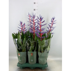 Aechmea  'Blue Rain'