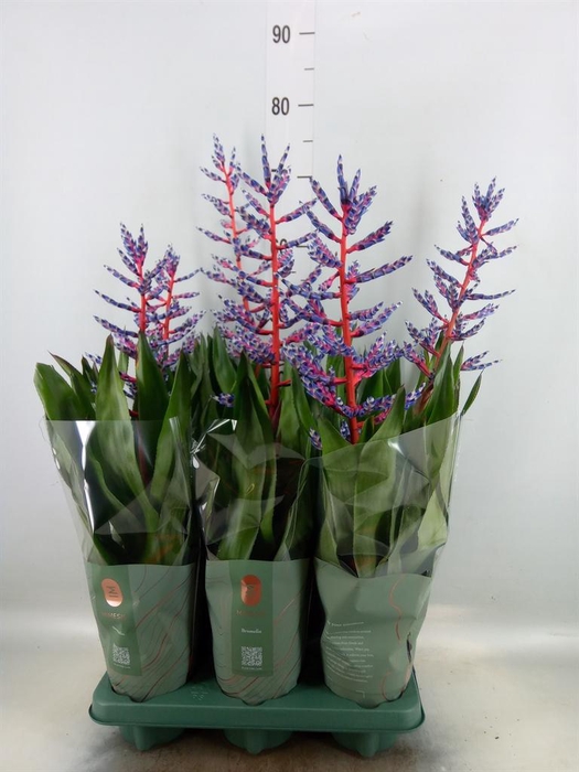 <h4>Aechmea  'Blue Rain'</h4>