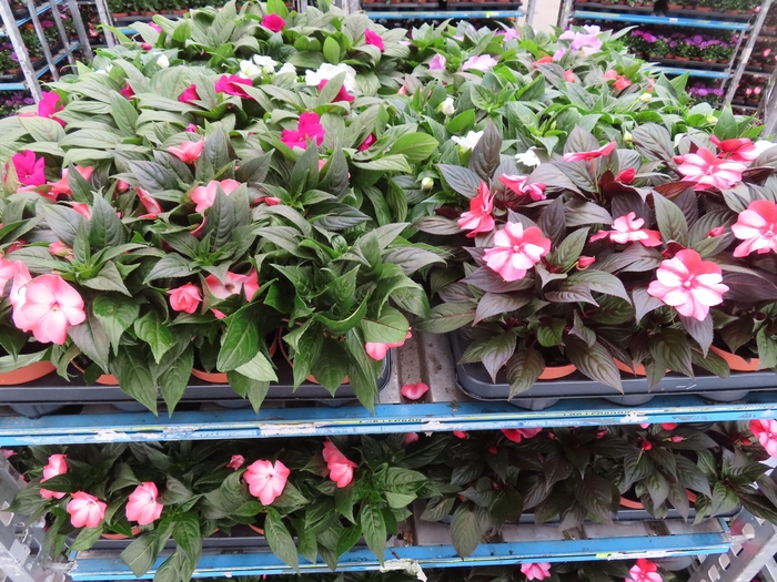 <h4>IMPAT NG MIXK 4 KL</h4>