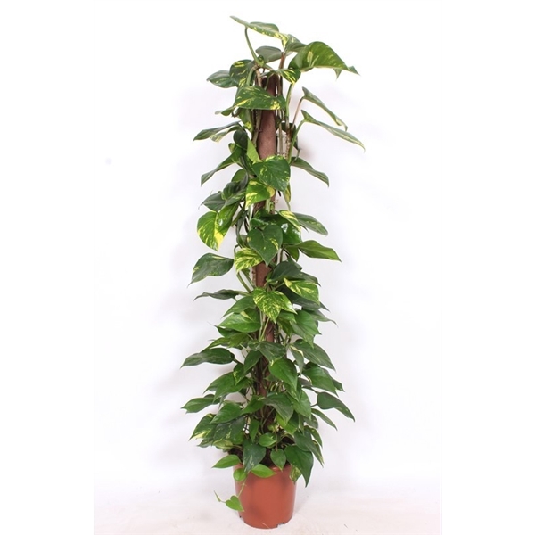 <h4>Epipremnum Aureum "kratistestok"</h4>