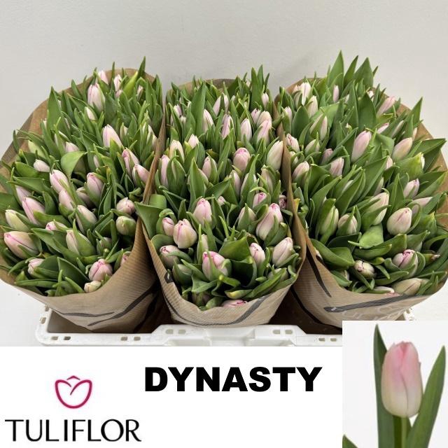 <h4>TU EN DYNASTY</h4>