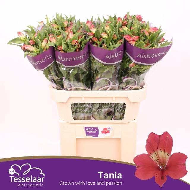 <h4>ALSTR TANIA</h4>