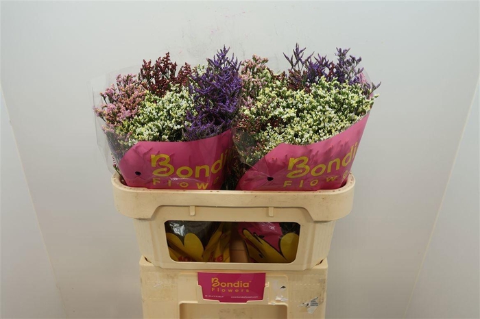 <h4>LIM SIN DIAMOND GEM</h4>