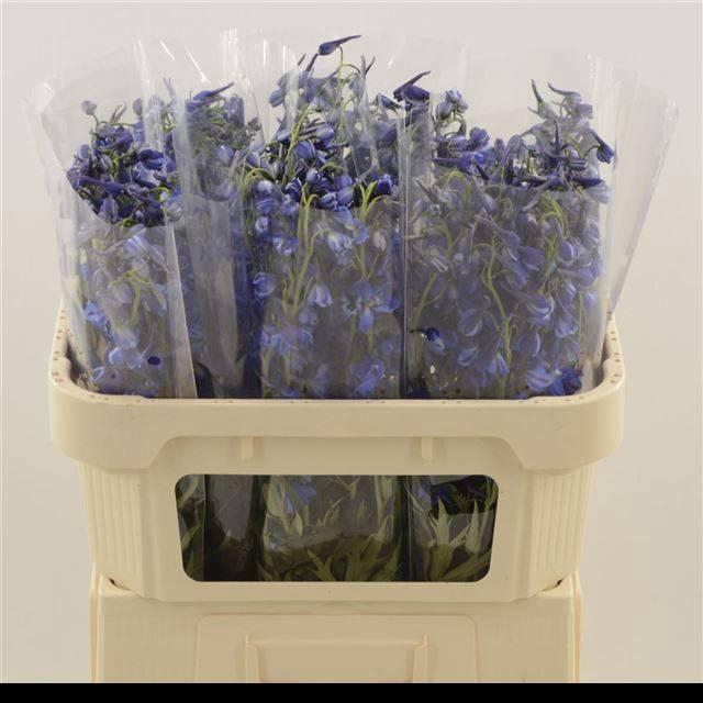 DELPH EN DELDON BLUE