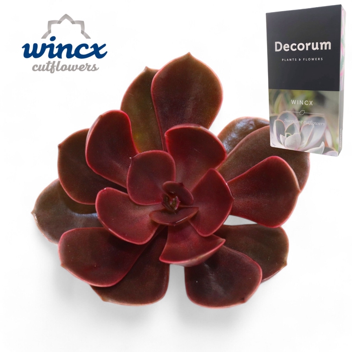 <h4>Echeveria Red Ruby Cutflower Wincx-8cm</h4>