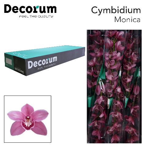 <h4>CYMB T MONICA Decorum 80cm.</h4>