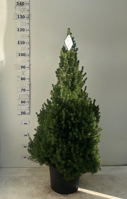 <h4>PICEA GL CONICA</h4>