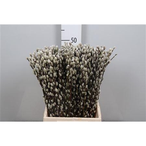 Salix Ca Snow Flake