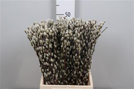 <h4>Salix Ca Snow Flake</h4>