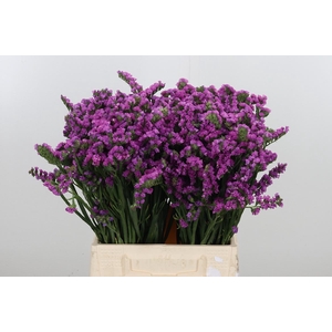 Limon S Rosa Sun Birds