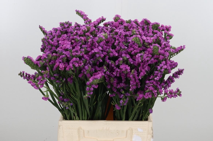 <h4>Limon S Rosa Sun Birds</h4>