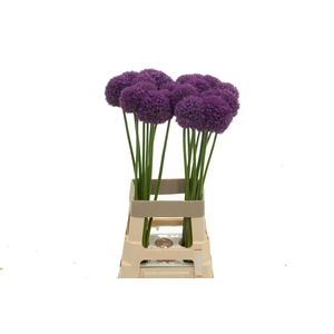 ALLIUM AMBASSADOR