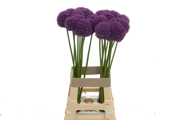 <h4>ALLIUM AMBASSADOR</h4>