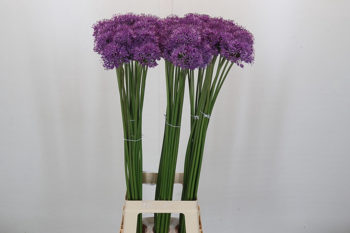 <h4>Allium Gladiator</h4>