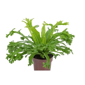 ASPLENIUM CRISSIE P14