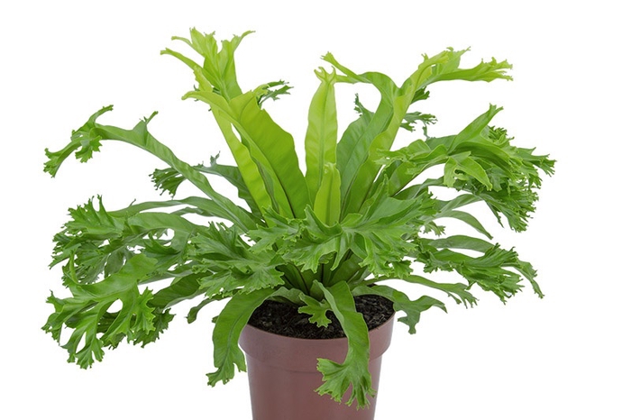 <h4>ASPLENIUM CRISSIE P14</h4>