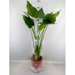 Alocasia cucullata