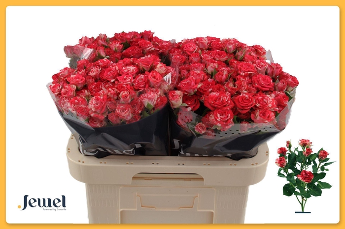 <h4>Rosa TR 'Fireworks'</h4>