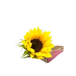 Helianthus Sunrich Orange -in box