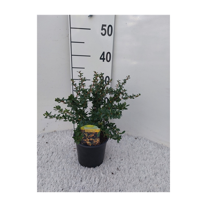 <h4>Berberis buxifolia 'Nana'</h4>