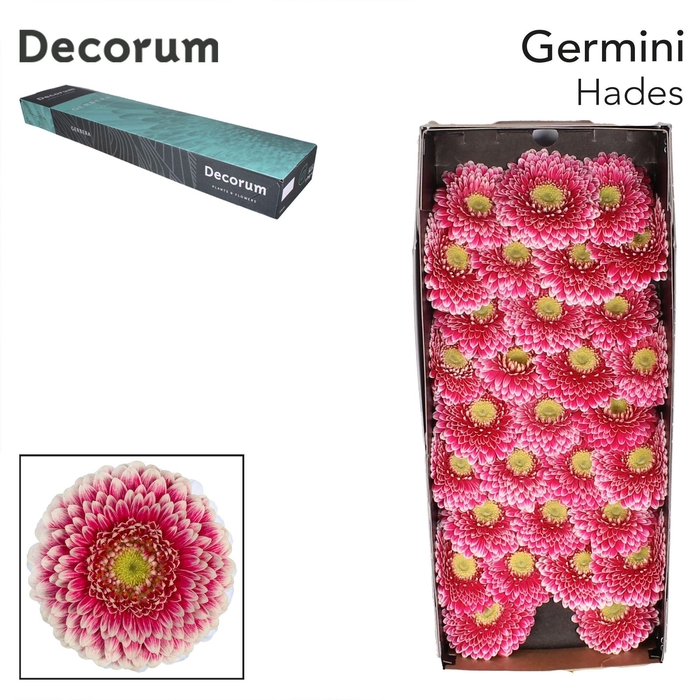 <h4>GE MB HADES Doos x60</h4>