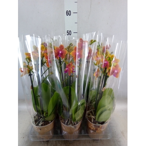 Phalaenopsis multi.   ...orange