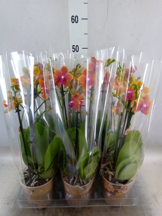 <h4>Phalaenopsis multi.   ...orange</h4>
