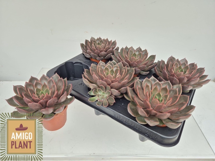 <h4>ECHEV ROSETTA MARIPO</h4>