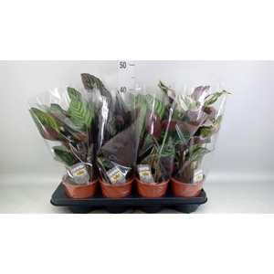 Calathea   ...mix 3