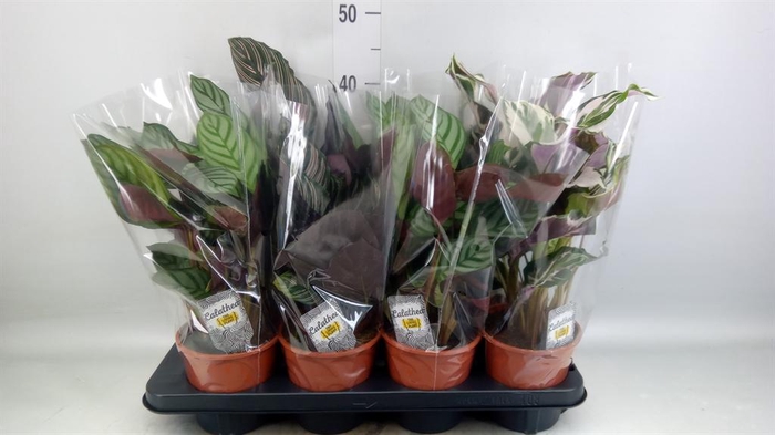 <h4>Calathea ...mix 3</h4>