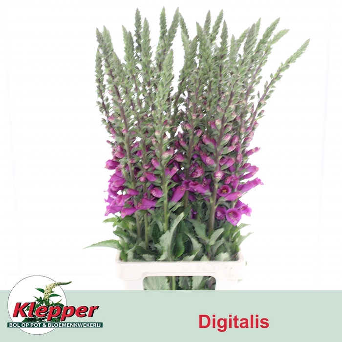 <h4>DIGI CAMELOT ROSE</h4>