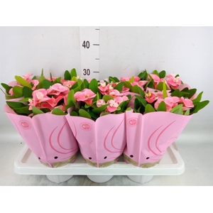 Euphorbia milii 'Charlotte'