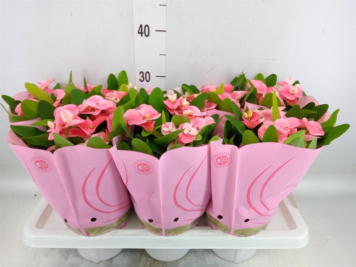 <h4>Euphorbia milii 'Charlotte'</h4>