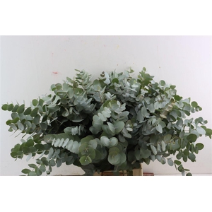 Euca Cinerea 65 Cm P Stem