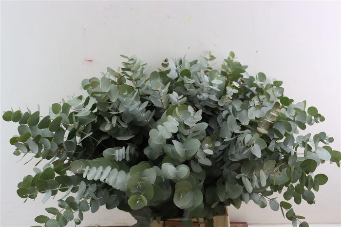 <h4>Euca Cinerea 65 Cm P Stem</h4>