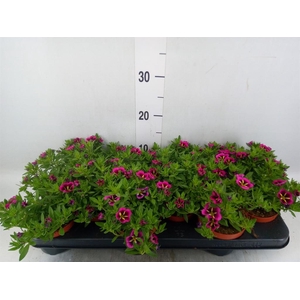 Calibrachoa  'Cabaret Good N Kiss'