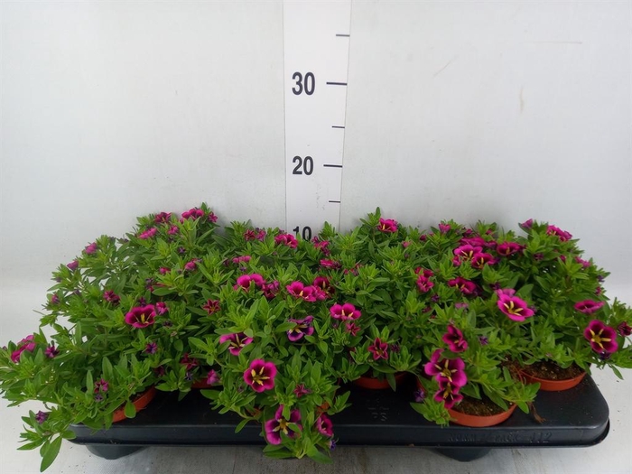 <h4>Calibrachoa 'Cabaret Good N Kiss'</h4>