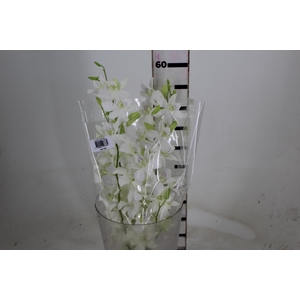 DENPHALAEN MACO MINIMO 30 FLORES