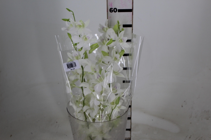 <h4>DENPHALAEN MACO MINIMO 30 FLORES</h4>