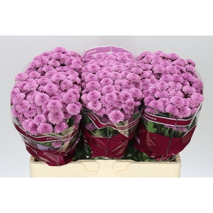 Sant Kismo Pink