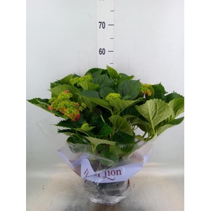 Hydrangea mac. 'Hi Fire'